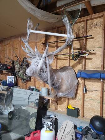 Photo elk mount 6x6 $1,500