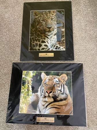 Photo Bengal Tiger Photos $8