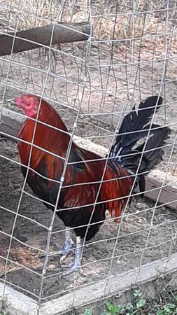Photo Game Rooster $50