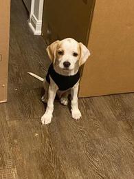 Cocker Spaniel Mix - Classifieds - Shoppok