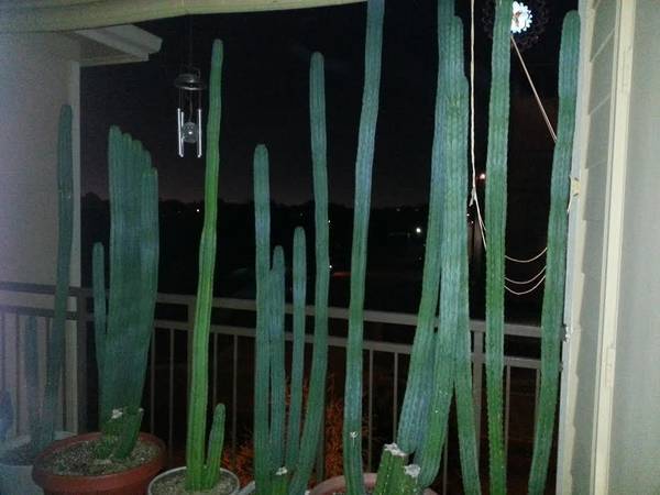 Photo 10 Inch San Pedro Cactus Cuttings For Sale $10
