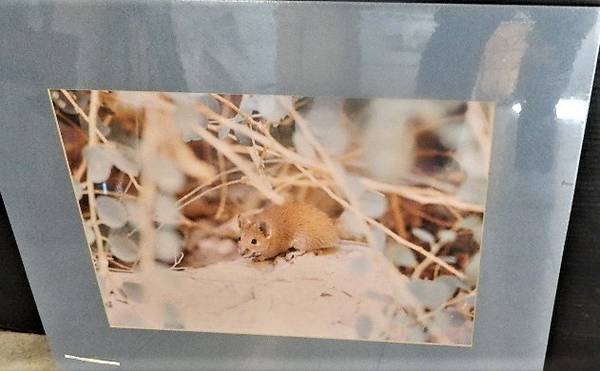 Photo 1987 Dead sea Israel wild mouse 20 x 16 photograph art original signed $20