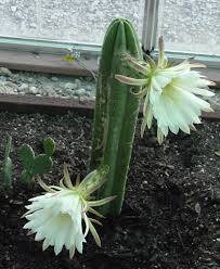 Photo 5 Inch San Pedro Cactus Cuttings For Sale $5