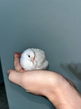 Photo Button quail rooster $3