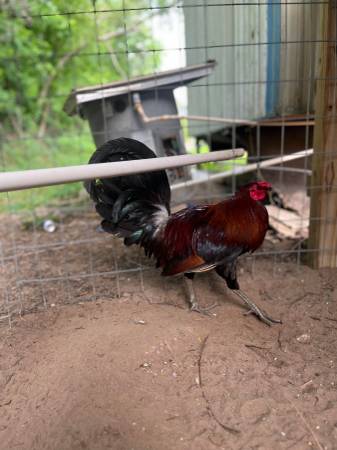 Photo Game rooster $300