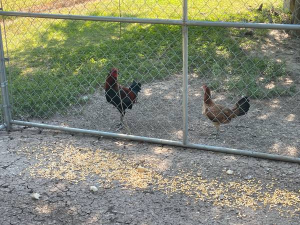 Photo Game rooster  hens $150
