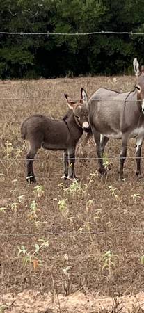 Photo Male miniature donkey $1,500