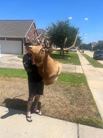 Photo Massive Bull Elk Mount 800 obo cash $800