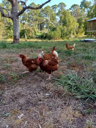 Photo Rhode island red speckled sussex cross $12