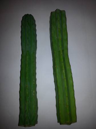 San Pedro Cactus Cuttings For Sale $10