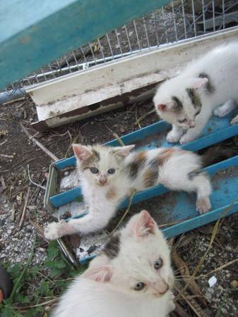 Photo Several Kittens  Hunter Momma for New Homes $25
