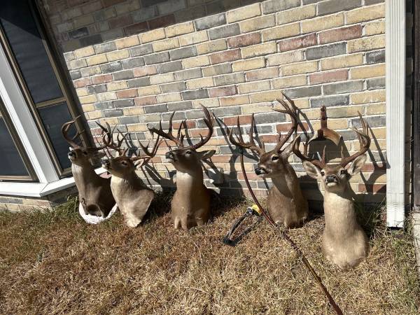 Photo Taxidermy deer head shoulder mounts whitetail $550