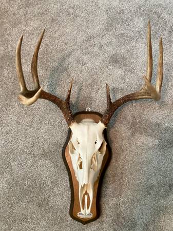 Photo Whitetail Deer European skull Mount Taxidermy Antler Buck King Ranch $75