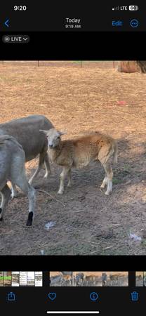 Photo Young ram $150