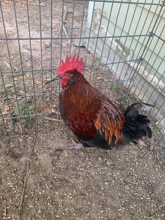 Photo game rooster $10