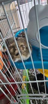 Hamsters for Sale: Dwarf Djungarian Hamsters for Sale