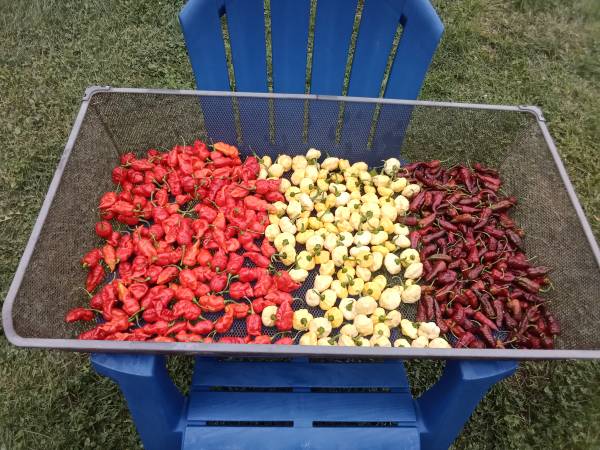 Photo Hot Peppers For Sale. Loose  Whole Plants Booming With Pods $100