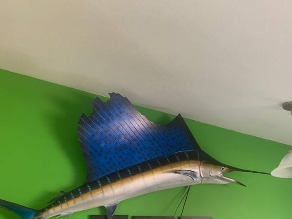 Photo Mounted sailfish $275