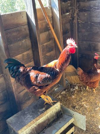 Photo Rhode Island Red Rooster