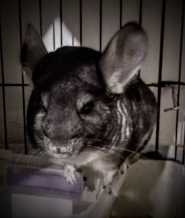 Chinchilla with 3 story cage and accessories $150