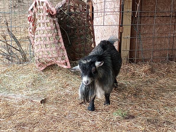 Photo Two year old pygmy billy goat