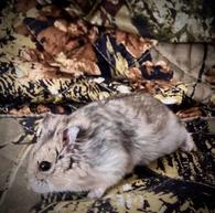 Hamsters for Sale: Dwarf Djungarian Hamsters for Sale