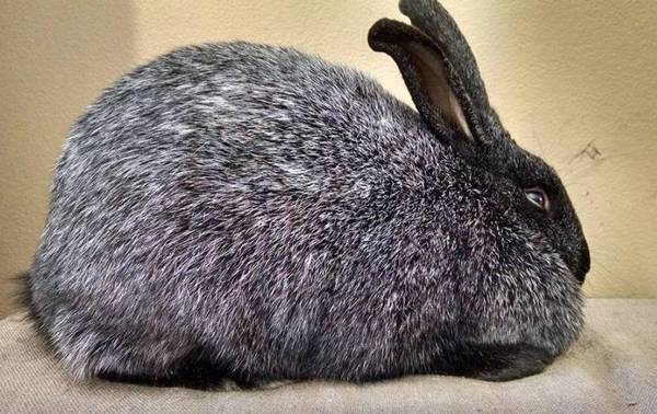 Photo 7 mo male Silver Fox rabbit (black ) $100