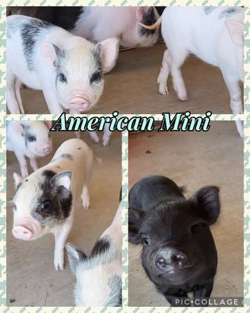 Photo American Mini Pet Pigs $300