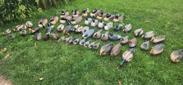 Photo Duck Goose Decoy Decoys Hunting $200