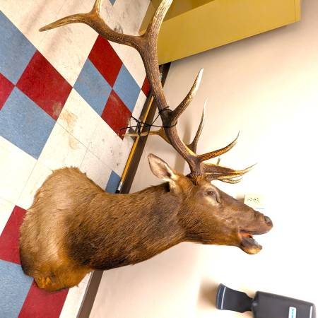 Photo Large Taxidermy Elk Mount $950