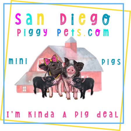Photo Mini PIG  Indoor Juliana mini pig - PET PIG - Micro $650