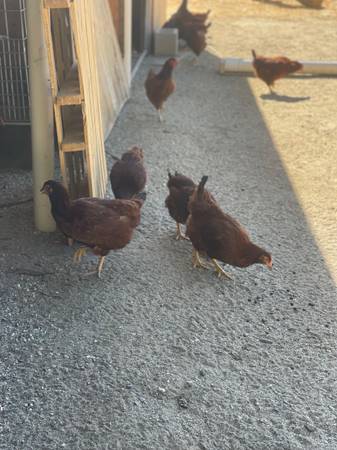 Photo Rhode Island red (hens only) $30