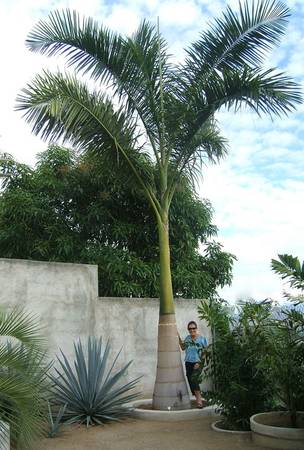 Cuban royal palms-The ultimate palm tree-U gotta c this
