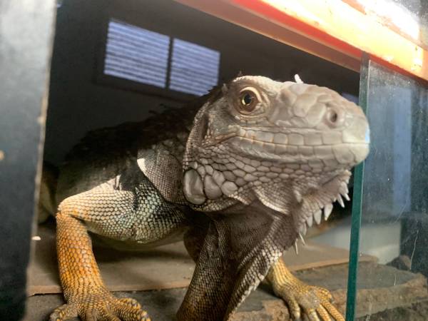 Photo iguana $300