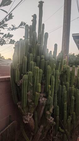 san pedro cactus $50