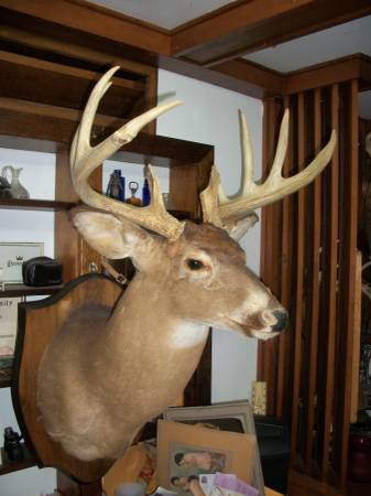 Photo Whitetail Deer mount , Xlarge, wide, heavy