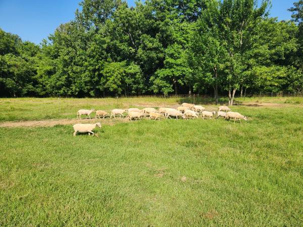 Gulf coast sheep $2,500