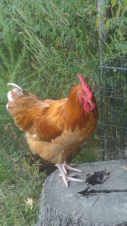 Photo 2 Large roosters 5 months old. closed flock $5