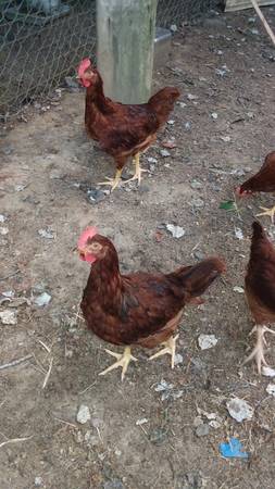 Photo 3 hens, 1 rooster rhode island red $75