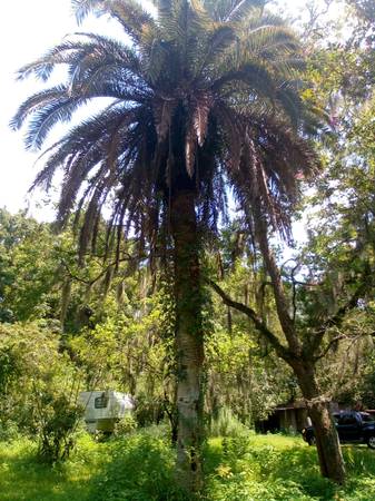 35 to 40 ft Canary Island date palm $15,000