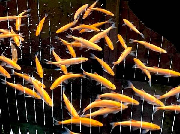 Photo Golden Orfes - Large 8-10 Pond Fish