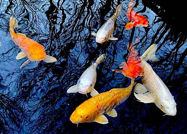 Photo Japanese Koi - Big Colorful Pond Fish