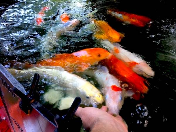Photo Japanese Koi - Big Colorful Pond Fish