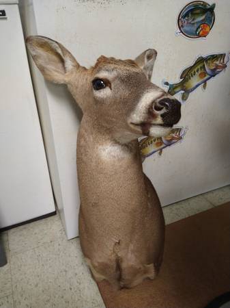 Photo Whitetail deer mount $200