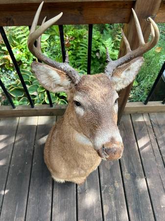 Photo Whitetail deer shoulder mounts $1