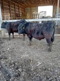 Half Wagyu & Half Hereford Steer 