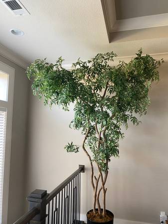 10 foot high, 7 foot wide artificial Ming Tree $300
