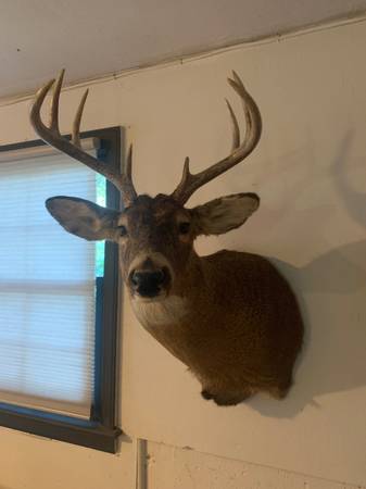 Photo Deer Mount, Taxidermy, Whitetail $100