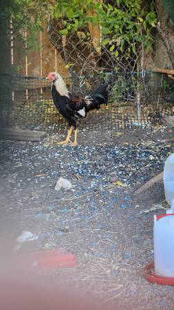 Photo Game Fowl Rooster $55