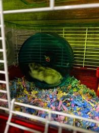 Hamsters for Sale: Dwarf Djungarian Hamsters for Sale